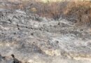 Haïti-Environnement : Au Parc national de Macaya, un feu qui dure plusieurs semaines detruit nos espèces endémiques.