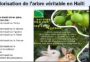 Publication du plan de développement de la filière des fruits à pain en Haïti