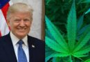 Donald Trump soutient la légalisation du Marijuana en Floride : Une stratégie de campagne ou une évolution personnelle?