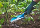 Haïti-Environnement: Impact de l’utilisation abusive des Angrais chimiques dans l’agriculture