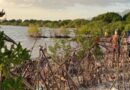 Côte des Arcadins : L’exploitation abusive de la mangrove menace la biodiversité et la pêche locale